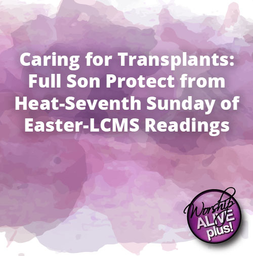 Caring for Transplants Full Son Protect from Heat Seventh Sunday of Easter LCMS Readings